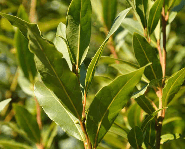 Des images de diff�rentes plantes